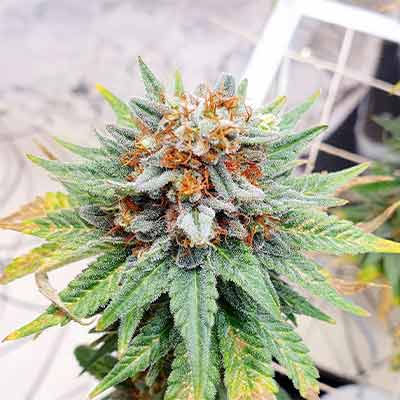 Mimosa Mints > Tramuntana Seeds | Feminisierte Hanfsamen  |  Hybrid