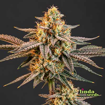 Mimosa X Orange Punch Feminisiert (Linda Seeds) Produktfoto