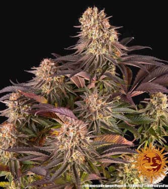 Mimosa X Orange Punch > Barneys Farm | Semillas feminizadas  |  Índica