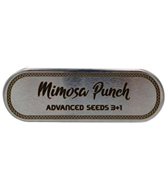Mimosa Punch > Advanced Seeds | Feminisierte Hanfsamen  |  Hybrid