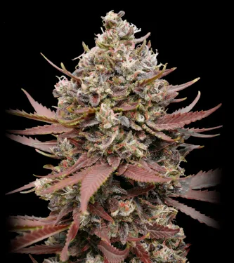 Mimosa Punch > Advanced Seeds | Feminized Marijuana   |  hybrid