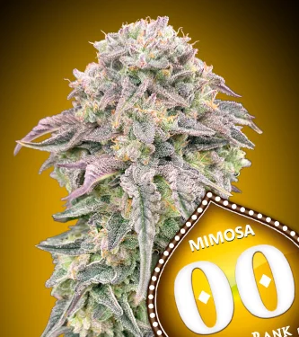 Mimosa > 00 Seeds Bank