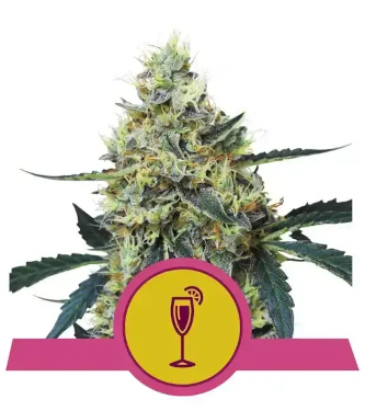 Mimosa > Royal Queen Seeds | Feminized Marijuana   |  hybrid