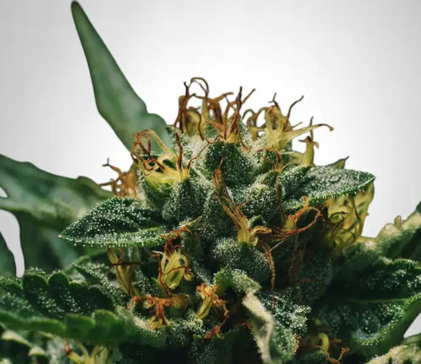 Mimosa > The Bulldog Seeds | Feminized Cannabis   |  Sativa