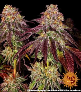 Mimosa x Orange Punch Auto > Barneys Farm | Autoflowering Cannabis   |  Hybrid