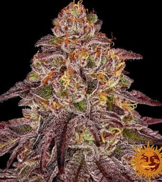 Mimosa x Orange Punch Auto > Barneys Farm | Graines Autofloraison  |  Hybride