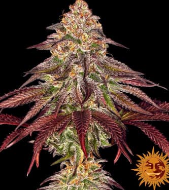 Mimosa x Orange Punch Auto > Barneys Farm | Autoflowering Cannabis   |  Hybrid