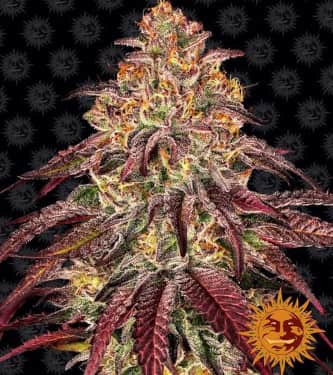 Mimosa x Orange Punch Auto > Barneys Farm | Autoflowering Cannabis   |  Hybrid