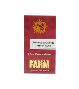 Mimosa x Orange Punch Auto > Barneys Farm | Semillas autoflorecientes  |  Híbrido