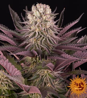 Mimosa X Orange Punch > Barneys Farm | Semillas feminizadas  |  Índica