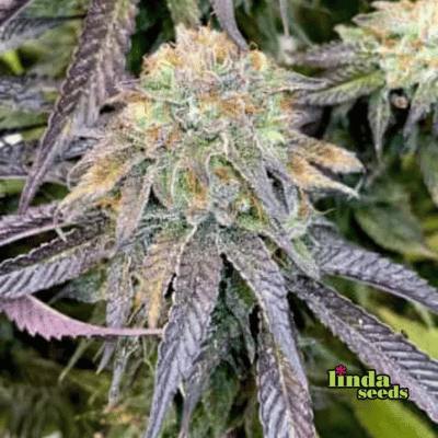 Mimosa x Orange Punch Samen > Linda Seeds | Hanfsamen Empfehlungen  |  Günstige Hanfsamen