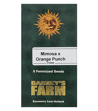 Mimosa X Orange Punch > Barneys Farm | Feminisierte Hanfsamen  |  Indica