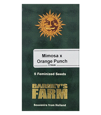 Mimosa X Orange Punch > Barneys Farm | Feminized Marijuana   |  Indica