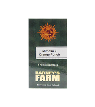 Mimosa X Orange Punch > Barneys Farm | Semillas feminizadas  |  Indica