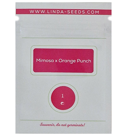 Mimosa x Orange Punch > Linda Seeds | Hanfsamen Empfehlungen  |  Günstige Hanfsamen