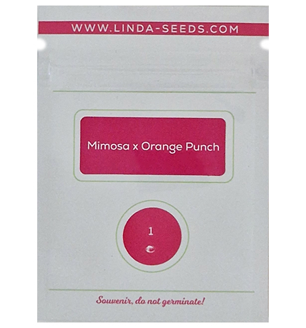 Mimosa x Orange Punch > Linda Seeds | NOS RECOMMANDATIONS DE GRAINES DE CANNABIS  |  Graines de Cannabis à prix bas