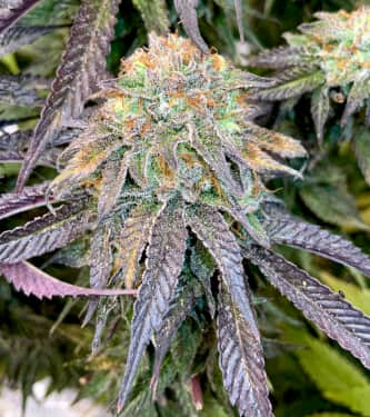 Mimosa x Orange Punch > Linda Seeds | Cannabis seeds recommendations  |  Cheap Cannabis