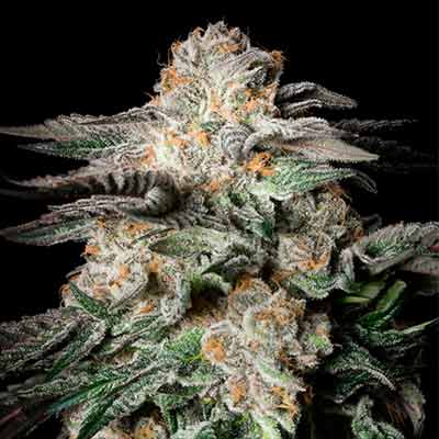 Mint Candy > Silent Seeds | Feminized Cannabis   |  Hybrid
