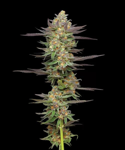 Mint Jelly Auto > Humboldt Seed Company | Autoflowering Cannabis   |  Indica