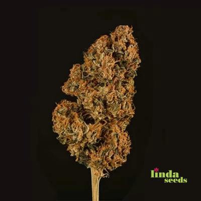 Miracle Alien Cookies Samen > Linda Seeds | Feminisierte Hanfsamen  |  Sativa