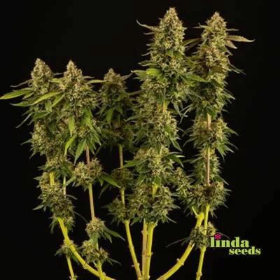 Miracle Alien Cookies Samen > Linda Seeds | Feminisierte Hanfsamen  |  Sativa