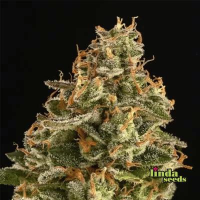 Miracle Alien Cookies Samen > Linda Seeds | Feminisierte Hanfsamen  |  Sativa
