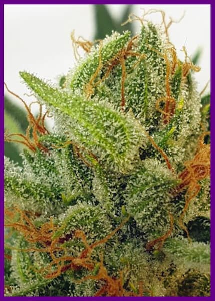 Miss Orange Nectar > ZmoothieZ | Feminized Cannabis   |  Sativa