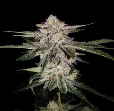 Miss U.S.A Samen > DNA Genetics | Feminisierte Hanfsamen  |  Indica