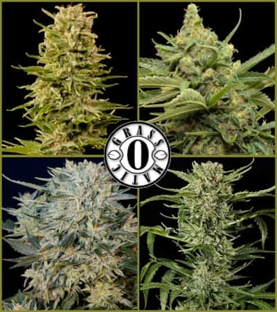 Mix GOM > Grass-O-Matic | Graines Autofloraison  |  Hybride