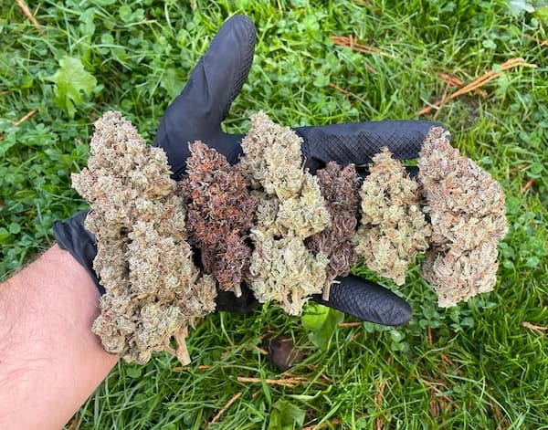 Mix Pack Auto graines > Fast Buds | Graines de cannabis auto  |  Hybride