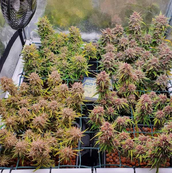 Mix Pack Auto graines > Fast Buds | Graines de cannabis auto  |  Hybride