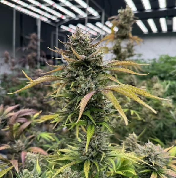 Mix Pack Auto RF3 graines > Fast Buds | Graines de cannabis auto  |  Hybride