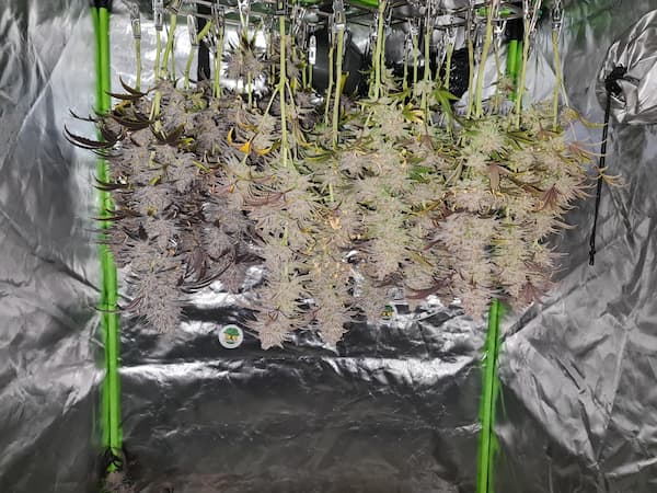 Mix Pack Fast Flowering Seed > Fast Buds | Feminized Cannabis   |  Hybrid