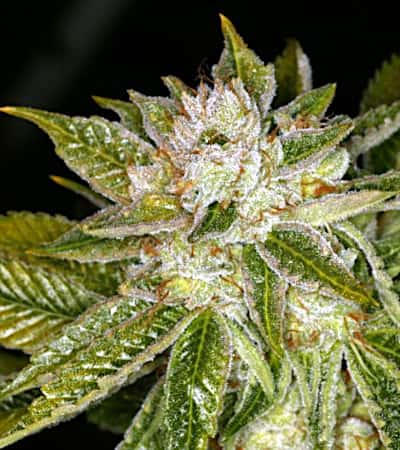 Mk-Ultra > TH Seeds | Feminized Marijuana   |  Indica