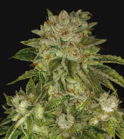 Mk-Ultra > TH Seeds | Feminized Marijuana   |  Indica