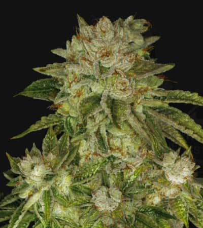 Mk-Ultra > T.H. Seeds | Graines Féminisées  |  Indica