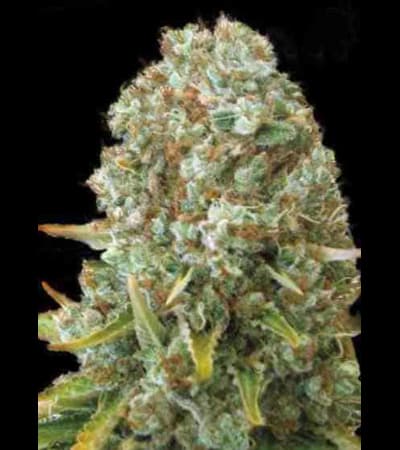 Moby Big > Bulk Seed Bank | Semillas feminizadas  |  Híbrido