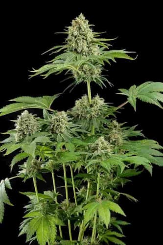 Moby-D > BSF Seeds | Feminized Marijuana   |  Sativa