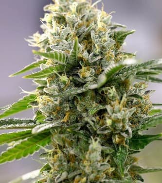 Moby D XXL Auto > BSF Seeds | Graines Autofloraison  |  Sativa