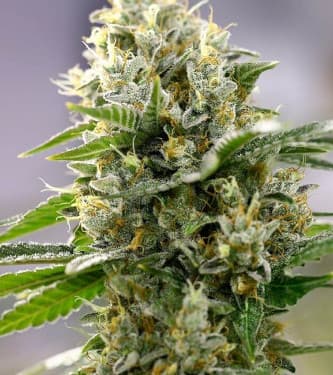 Moby D XXL Auto > BSF Seeds | Autoflowering Cannabis   |  Sativa