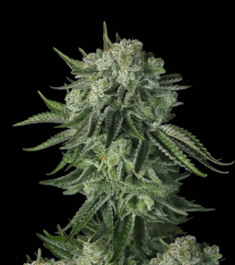 Moby Dick Auto > Fast Buds Company | Graines Autofloraison  |  Indica