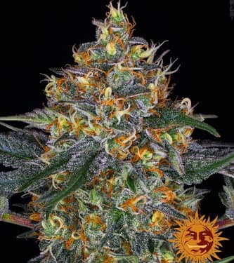 Moby Dick Auto > Barneys Farm | Autoflowering Hanfsamen  |  Sativa