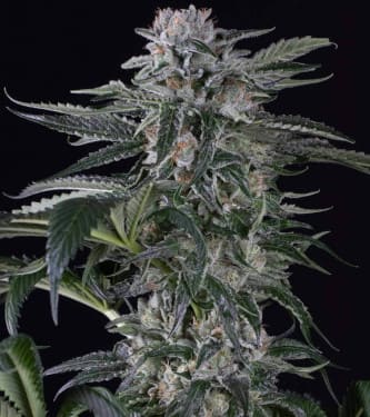 Moby Dick Auto > Silent Seeds | Graines Autofloraison  |  Sativa