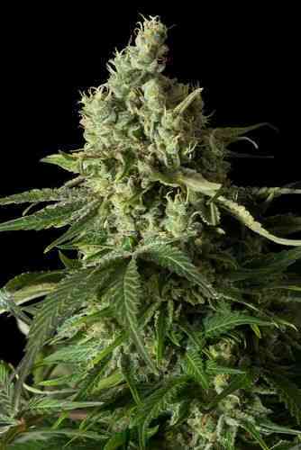 Moby Dick CBD > Dinafem Seeds | Feminized Marijuana   |  hybrid