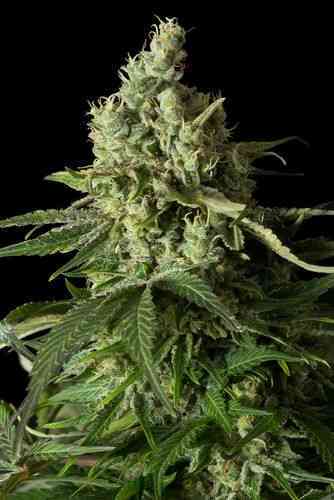 Moby Dick CBD > Dinafem Seeds