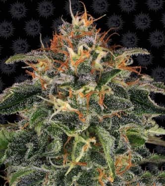 Moby Dick > Barneys Farm | Semillas feminizadas  |  Sativa