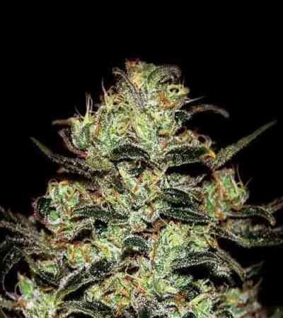 Moby Dick > Green House Seed Company
