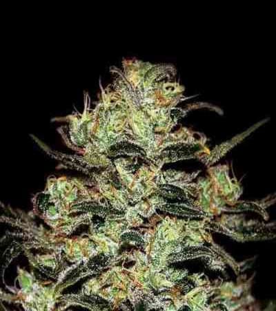 Moby Dick > Green House Seed Company | Feminized Marijuana   |  hybrid