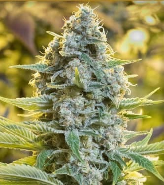 Moby Dick > Silent Seeds | Feminized Marijuana   |  hybrid