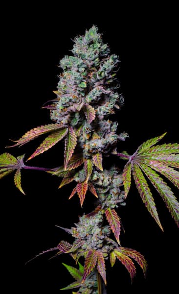 Mochi Seed > Pure Instinto | Feminized Cannabis   |  Indica